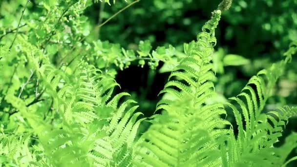 Feuilles vertes fougère forêt tropicale feuillage plante se balançant dans le vent