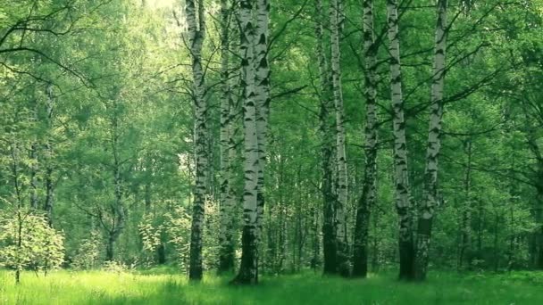 Birch a javor v letním lese. letní krajina březový háj