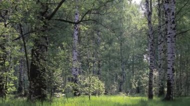 Yaz ormanında huş ağacı ve akçaağaç. yaz manzara huş bahçesi
