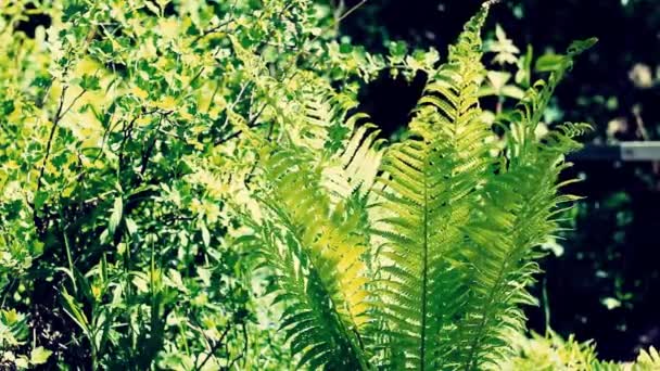 Hojas Verdes Helecho Selva Tropical Follaje Planta Balanceándose Viento — Vídeos de Stock