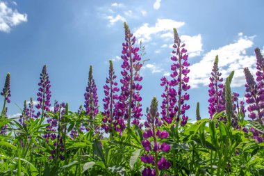 Lupinus güneşli bir günde mavi bir gökyüzüne karşı. Çiçek açan yaz çayırı.