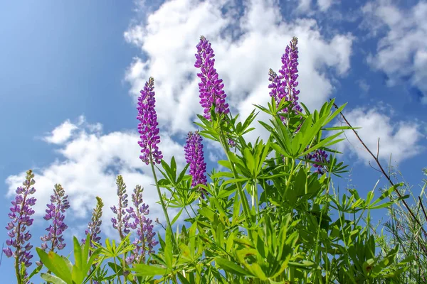 푸른 하늘에 대한 화창한 날에 루스피누스. 꽃의 여름 초원. — 스톡 사진
