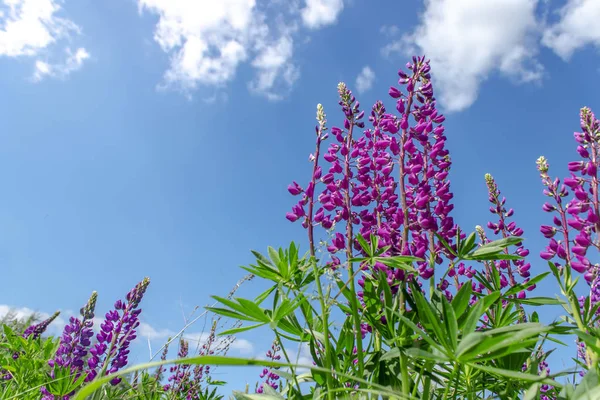 Lupinus em dia ensolarado contra um céu azul. Prado de verão em flor . — Fotografia de Stock