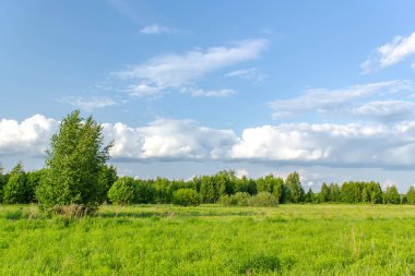 Güzel yaz kırsal manzara ile Birches. Güneşli gün.