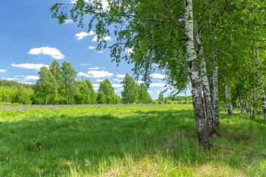 Yaz güneşli bir günde güzel huş ağacı korusu. Köy manzarası.