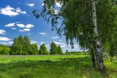 Yaz güneşli bir günde güzel huş ağacı korusu. Köy manzarası.