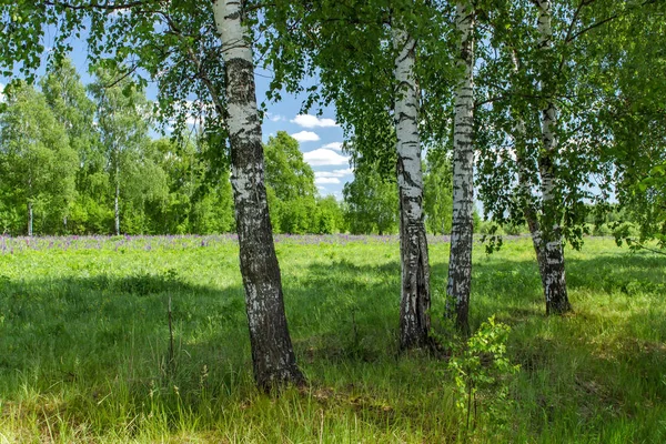 Beautiful birch grove in summer sunny day. Village landscape. — Stock Photo, Image