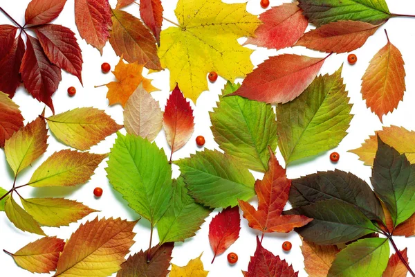Schöne bunte Herbstblätter isoliert auf weißem Hintergrund. — Stockfoto