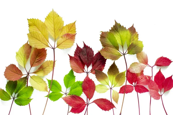 Schöne bunte Herbstblätter isoliert auf weißem Hintergrund. — Stockfoto