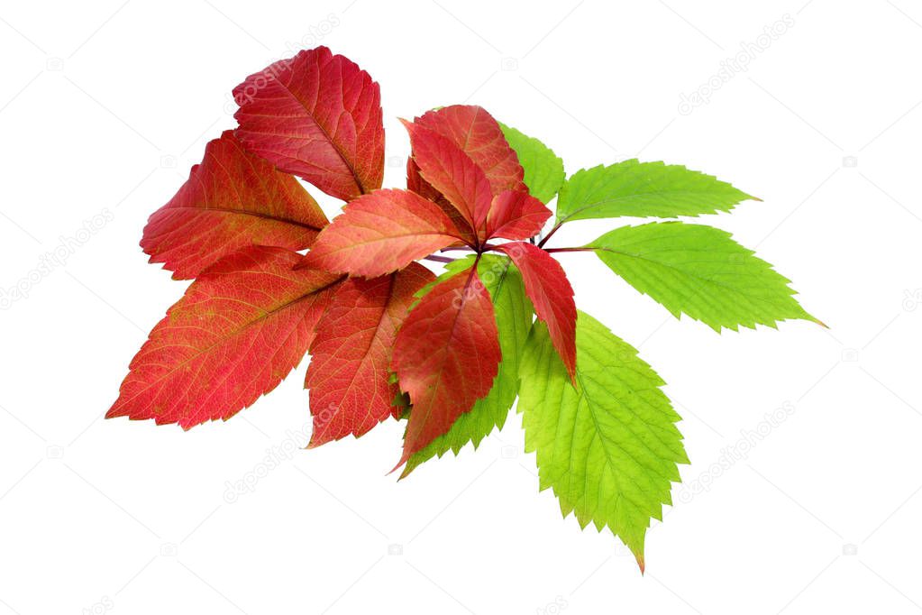 Beautiful colorful autumn leaves isolated on white background.