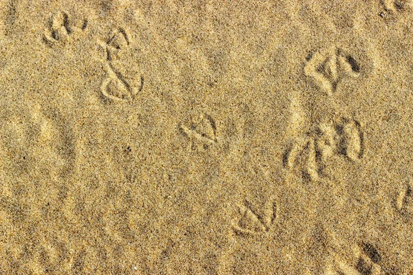 Textura de areia com traços. Verão fundo abstracto . — Fotografia de Stock