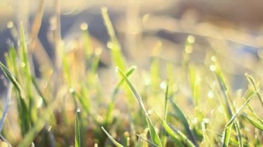 Şafakta çiğ damlalarıyla yeşil çimenler.