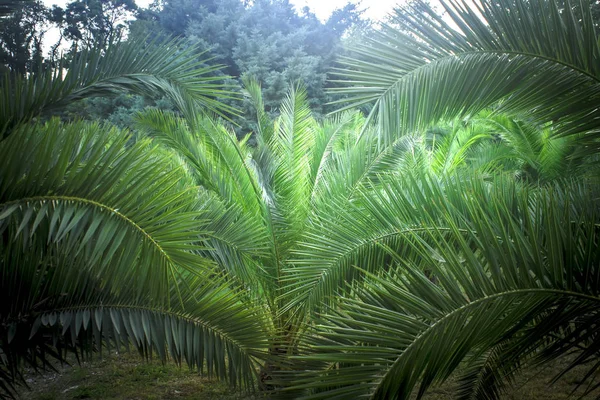 Hojas de palmera verde fresca. Fondo de verano . — Foto de Stock