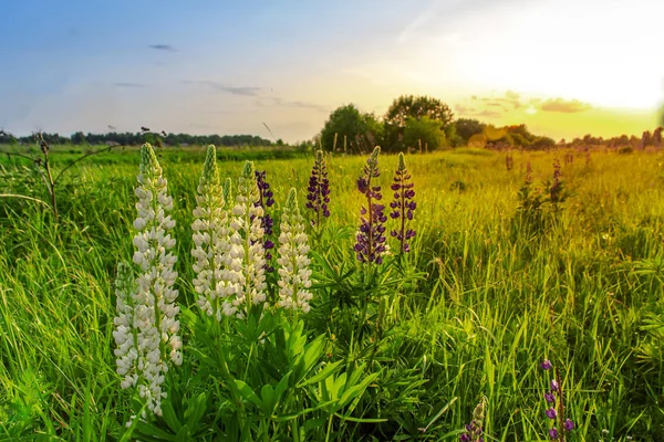 Flores lupinas azuis e brancas ao pôr-do-sol. Hora de verão . — Fotografia de Stock