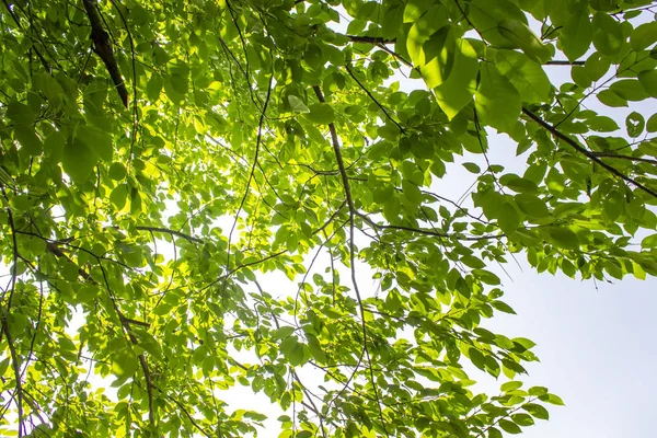 Зеленые листья на зеленом фоне в солнечный день . — стоковое фото