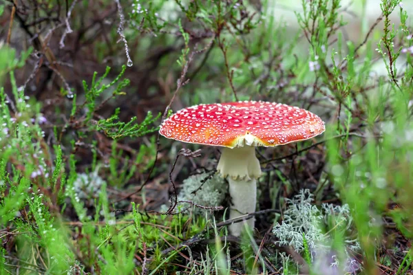 잔디와 숲을 배경으로 숲속의 아마니타 붉은 버섯. — 스톡 사진