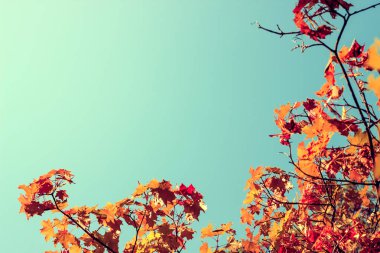 Kırmızı akçaağaç yaprakları, sonbahar çerçevesi, Altın Sonbahar. Metin alanı. Vintage tarzı.