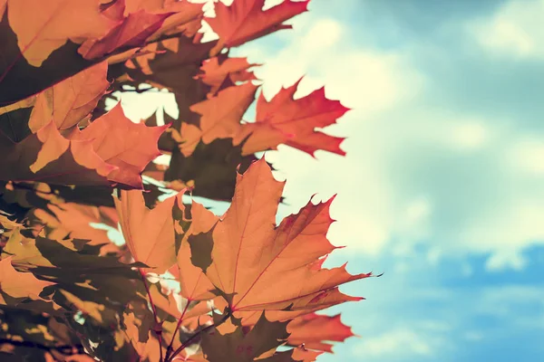 Червоне кленове листя, осінній каркас, золота осінь. Простір для тексту. Вінтажний стиль . — стокове фото