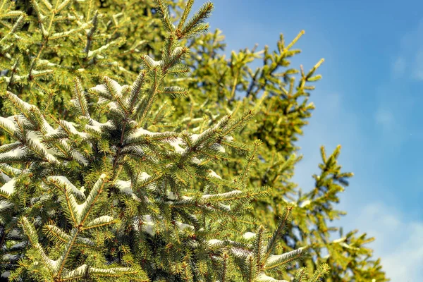 Las ramas de abeto contra el cielo azul. Temporada de invierno . — Foto de Stock