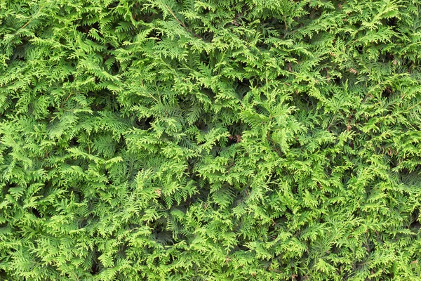 Evergreen background, fresh summer cypress leaves. Green leaves background. — Stock Photo, Image