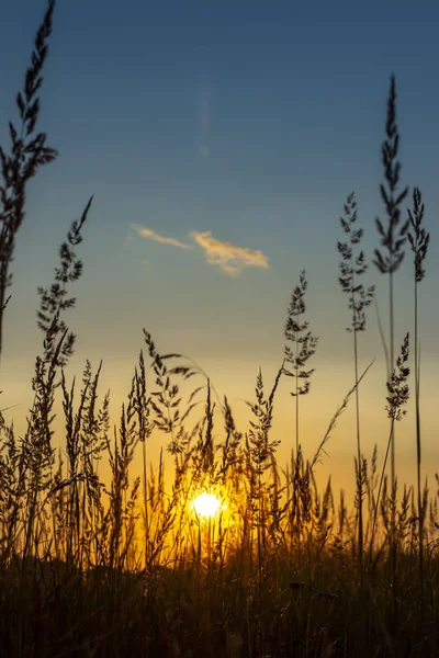 Grass background on the summer sunset . Bright natural bokeh. Soft focus. Vertical view. — Stock Photo, Image