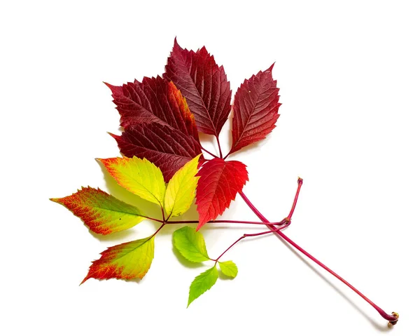 Beautiful colorful autumn leaves isolated on white background. — Stock Photo, Image