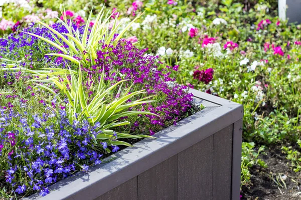 Flowerbed with summer flowers. Summer background.