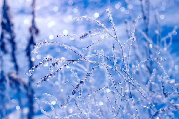 Herbe sèche recouverte de givre et de neige fragiles en hiver ensoleillé . — Photo