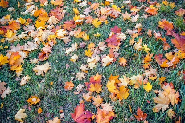 Feuilles d'érable d'automne tombées dans l'herbe verte . — Photo