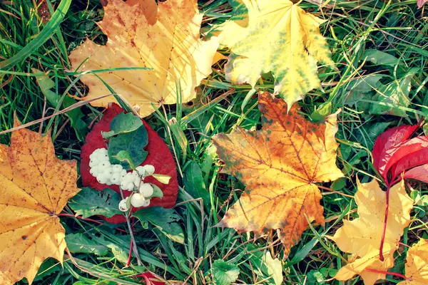 Feuilles d'érable d'automne tombées dans l'herbe verte . — Photo