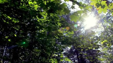 Akçaağaç yaprakları ile yeşil arka plan. Güneş ışınları ağacın yapraklarında parlıyor..