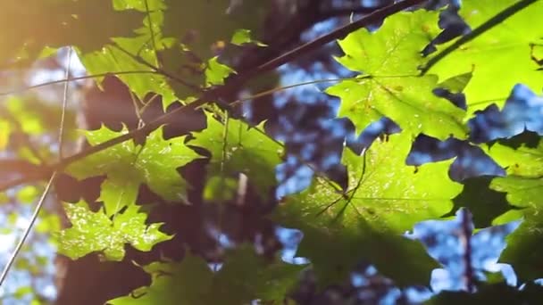 Grüner Hintergrund Mit Ahornblättern Die Sonnenstrahlen Scheinen Auf Die Blätter — Stockvideo