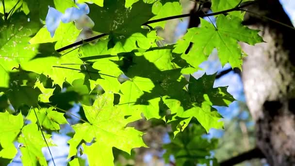 カエデの葉を持つ緑の背景 太陽の光が木の葉に輝く — ストック動画
