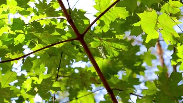 Grüner Hintergrund Mit Ahornblättern Die Sonnenstrahlen Scheinen Auf Die Blätter — Stockvideo