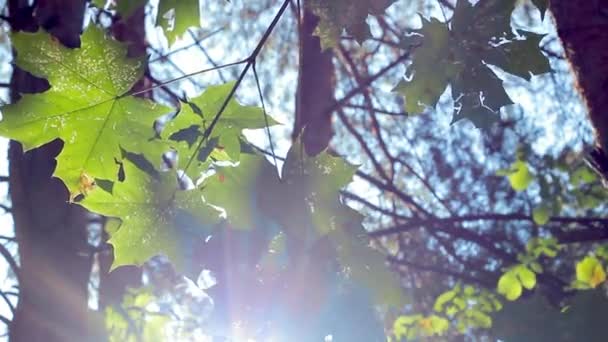 Fundo Verde Com Folhas Bordo Raios Sol Brilham Nas Folhas — Vídeo de Stock