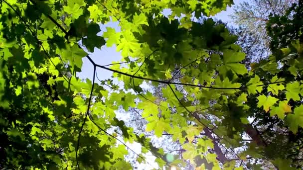 カエデの葉を持つ緑の背景 太陽の光が木の葉に輝く — ストック動画