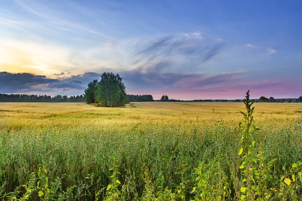 Güzel yaz manzarası. Gün batımında alan ve gökyüzü.