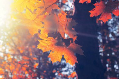 Sonbahar akçaağaç yaprakları mavi gökyüzü arka planında.