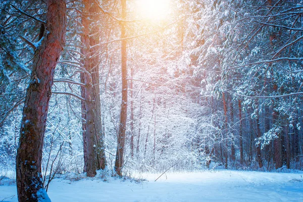 Hermoso paisaje de invierno con árboles cubiertos de nieve en un día soleado. — Foto de Stock