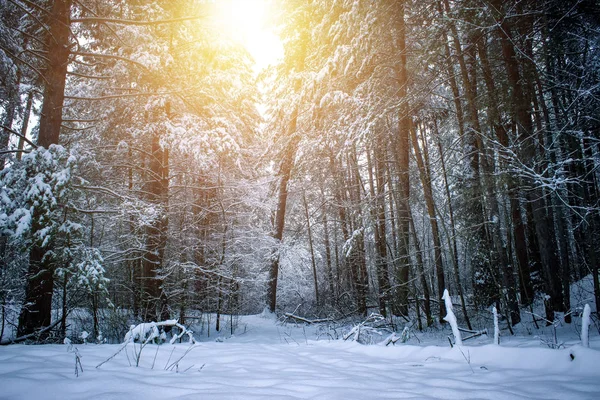 화창 한 날 눈덮인 나무들로 덮인 아름다운 겨울 풍경. — 스톡 사진
