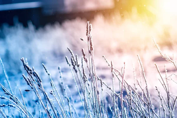 Hierba paisaje de invierno en las heladas en un campo cubierto de nieve al amanecer . —  Fotos de Stock