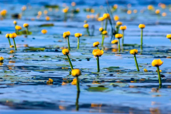 Summer lake with yellow water lily flowers on blue water. — Stock Photo, Image