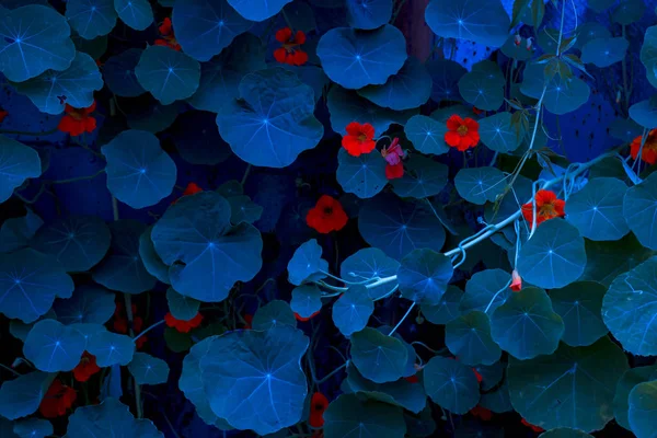 Neon, blå Nasturtium löv. Abstrakt, fantasi bakgrund. — Stockfoto