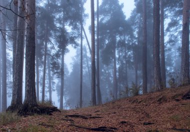 Mistik, karanlık, sisli çam ormanı. Güzel arka plan.