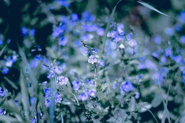 Mavi küçük çiçekler, 