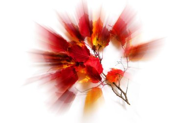 Güzel renkli sonbahar yaprakları beyaz arka planda izole edilmiş. Bulanık etkisi.