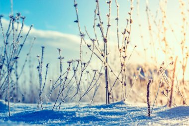Güneşin doğuşunda, karlı bir tarlada kışın çimlerin üzerinde. Noel arkaplanı.