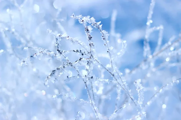 Hierba de paisaje invernal en escarcha en un campo nevado al amanecer. Fondo de Navidad . —  Fotos de Stock