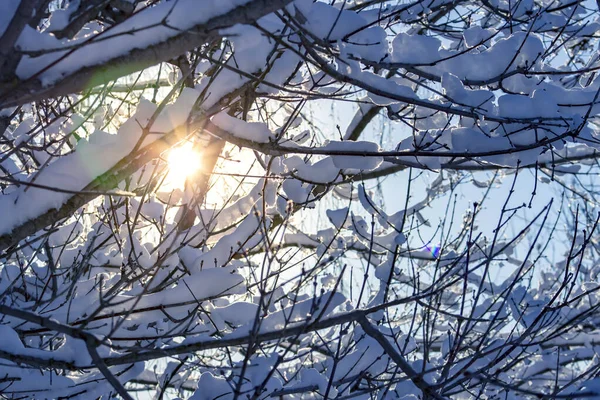 Solen skiner genom snöiga trädgrenar på vintern. — Stockfoto