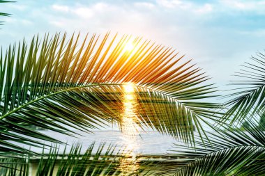 Tropik palmiye dalları. Çifte maruziyet. Yaz arkaplanı.